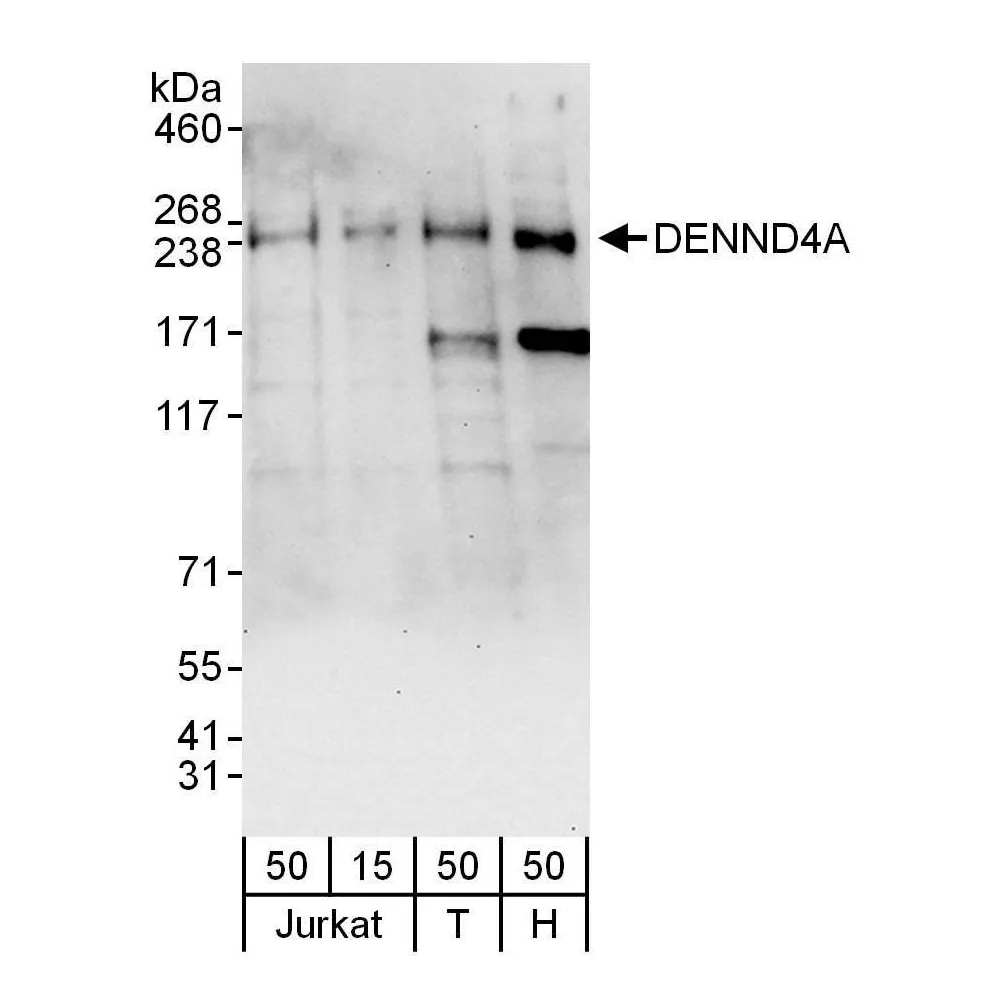 Rabbit anti-DENND4A Antibody, Affinity Purified