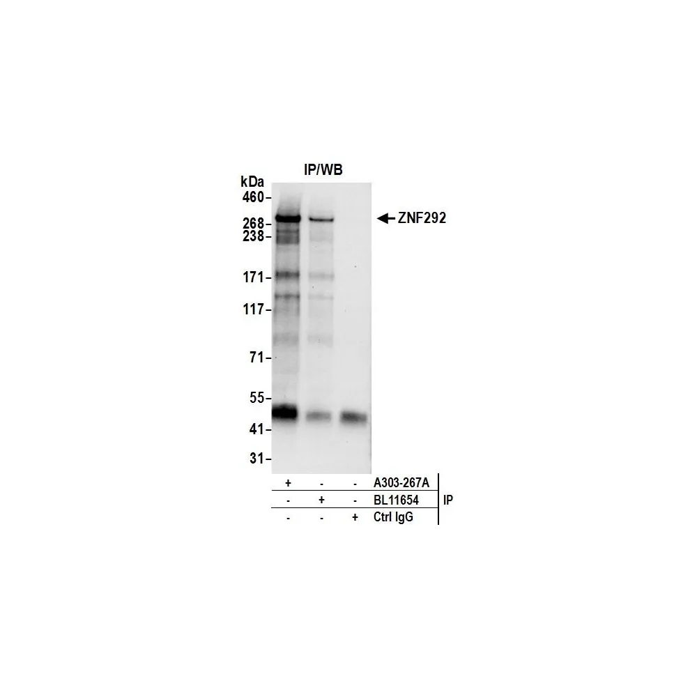 Rabbit anti-ZNF292 Antibody, Affinity Purified