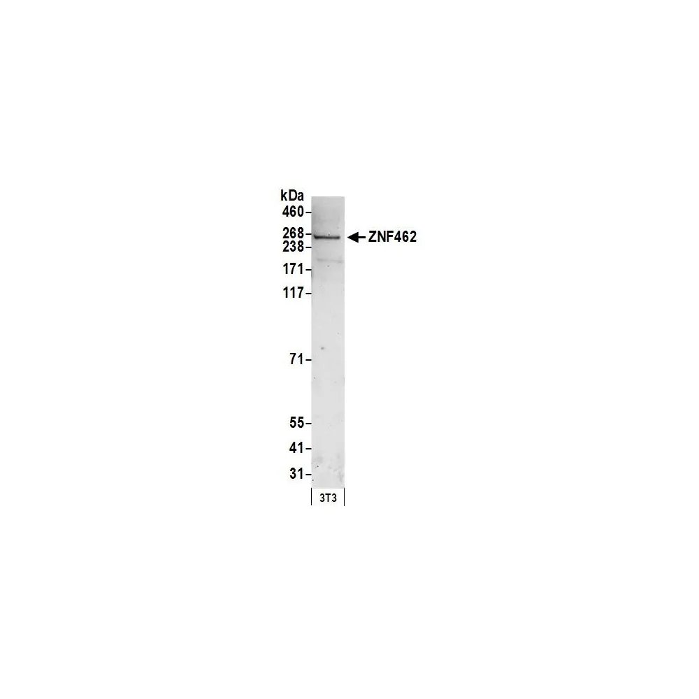 Rabbit anti-ZNF462 Antibody, Affinity Purified