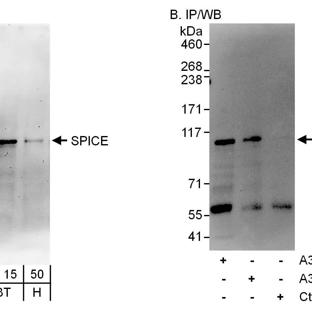 Rabbit anti-SPICE Antibody, Affinity Purified