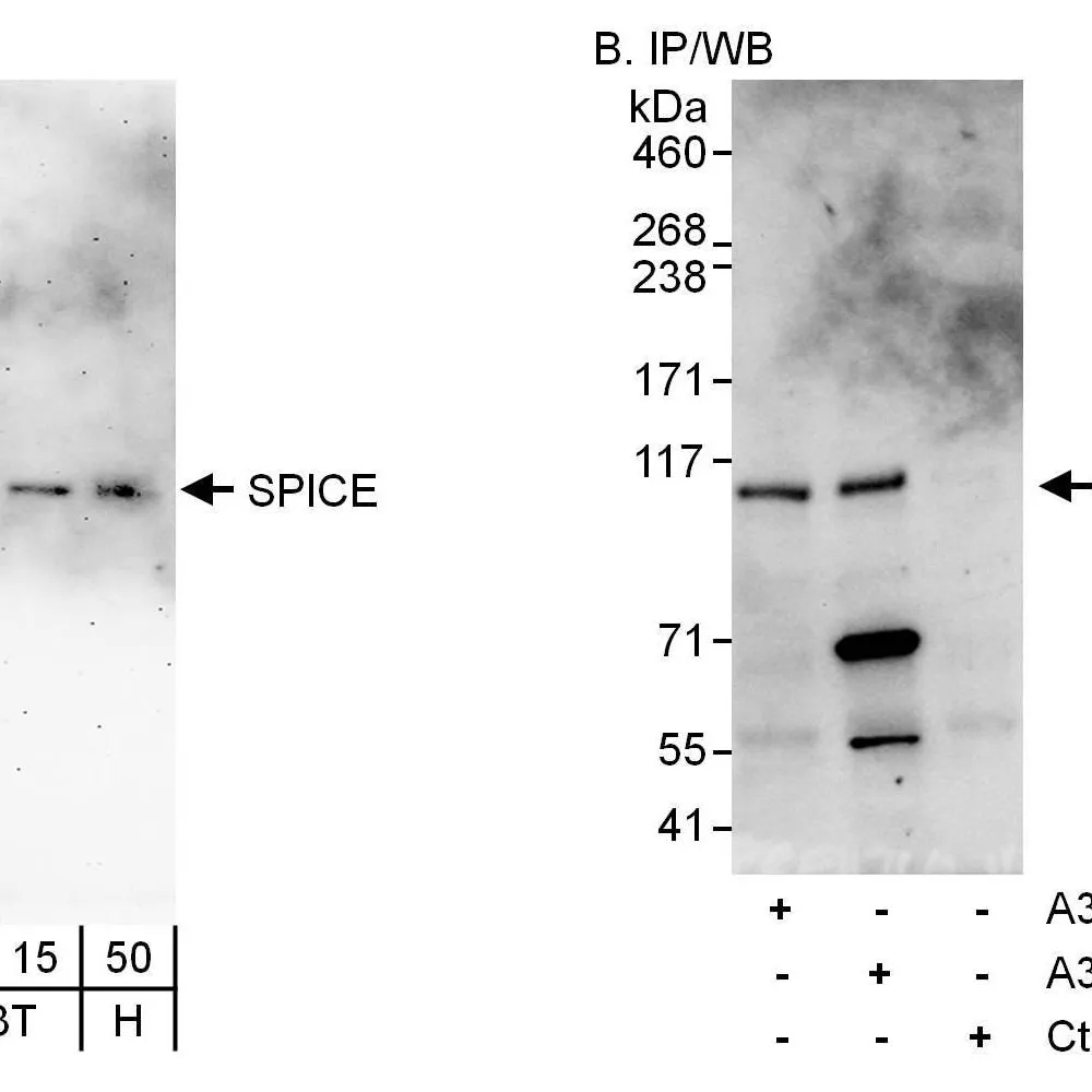 Rabbit anti-SPICE Antibody, Affinity Purified