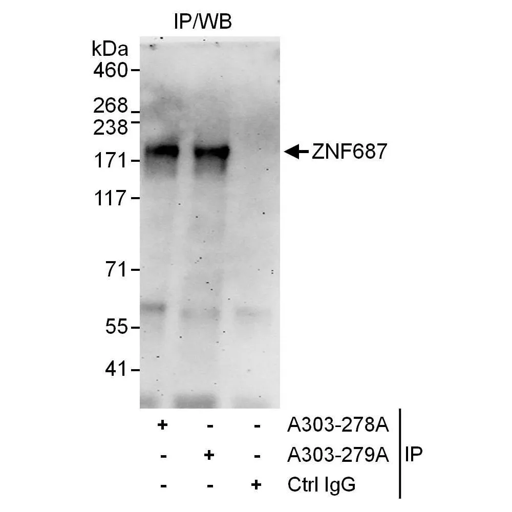 Rabbit anti-ZNF687 Antibody, Affinity Purified