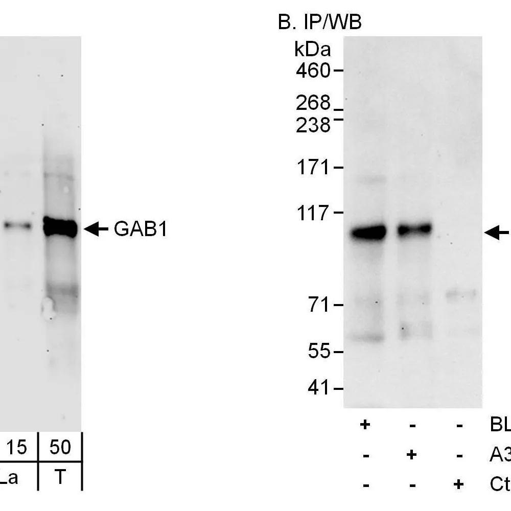 Rabbit anti-GAB1 Antibody, Affinity Purified