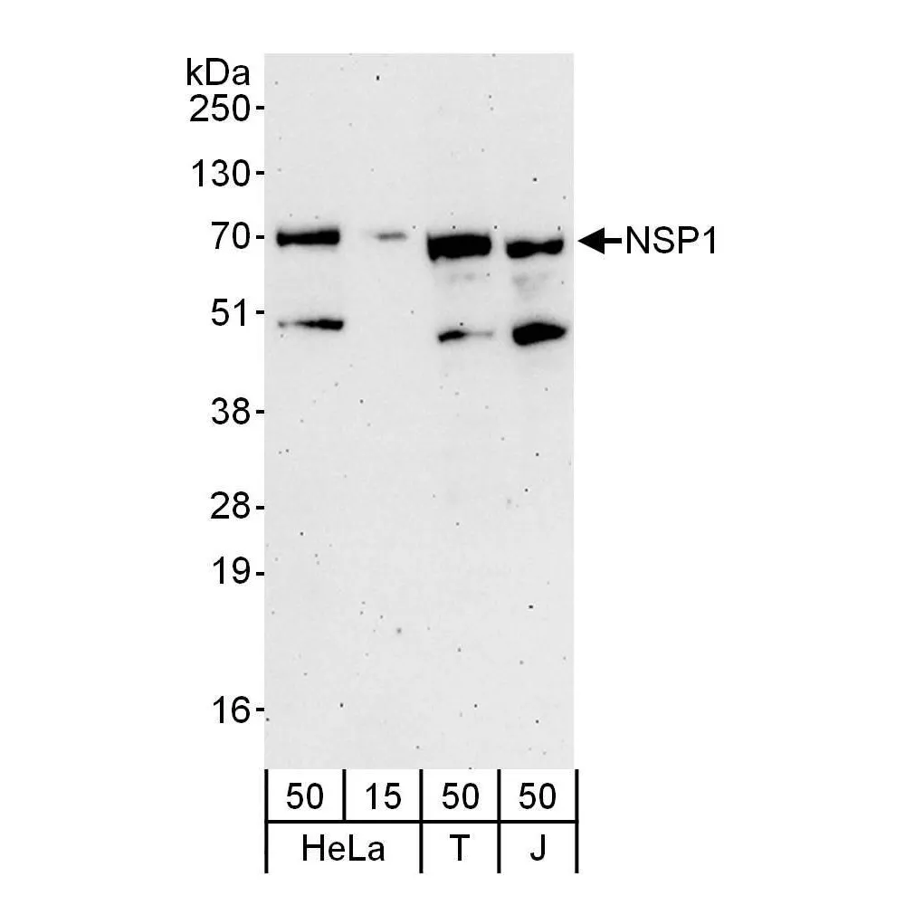 Rabbit anti-NSP1 Antibody, Affinity Purified
