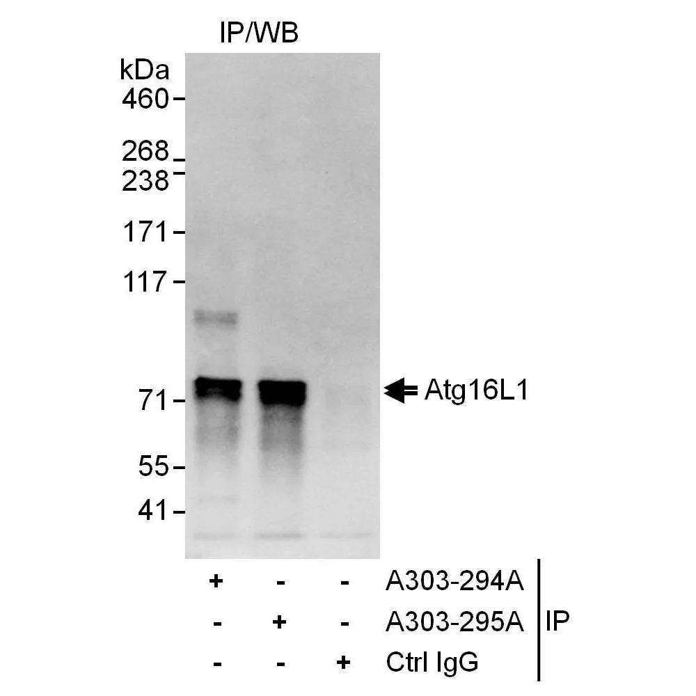 Rabbit anti-Atg16L1 Antibody, Affinity Purified