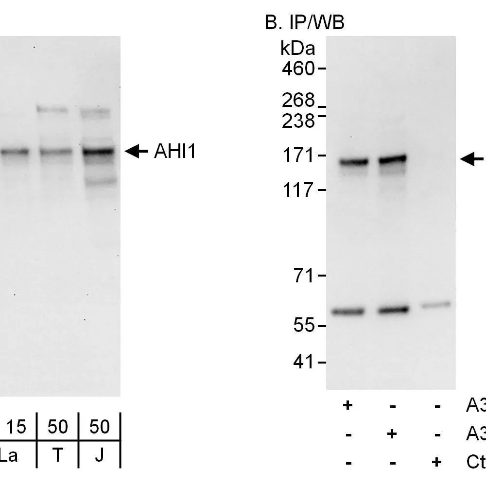 Rabbit anti-AHI1 Antibody, Affinity Purified