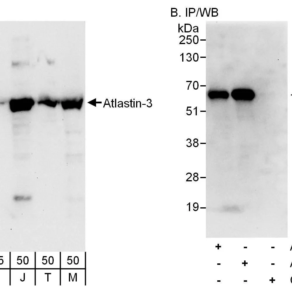Rabbit anti-Atlastin-3 Antibody, Affinity Purified