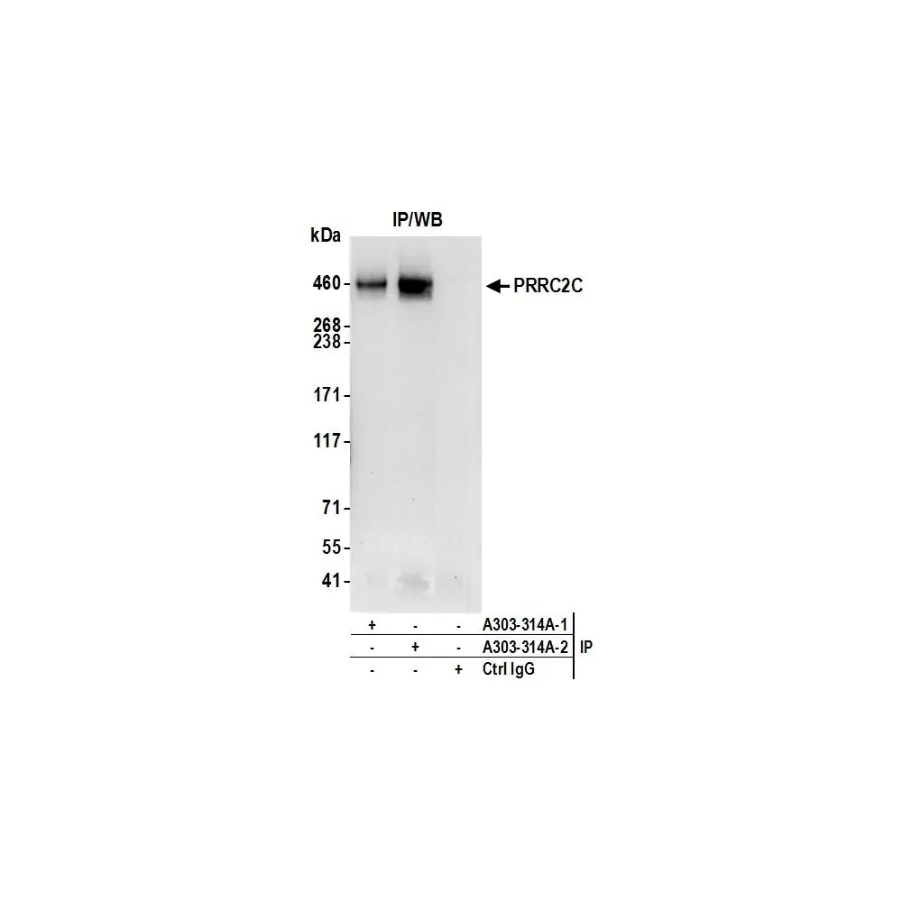 Rabbit anti-PRRC2C Antibody, Affinity Purified
