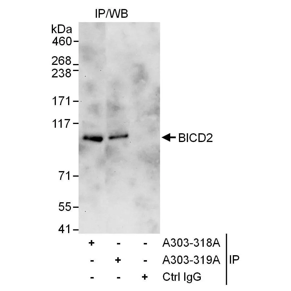 Rabbit anti-BICD2 Antibody, Affinity Purified