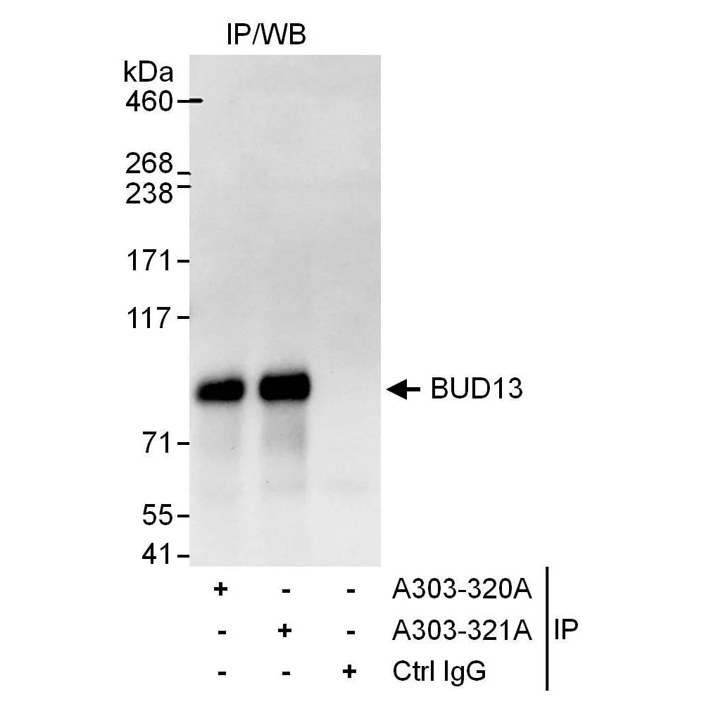 Rabbit anti-BUD13 Antibody, Affinity Purified