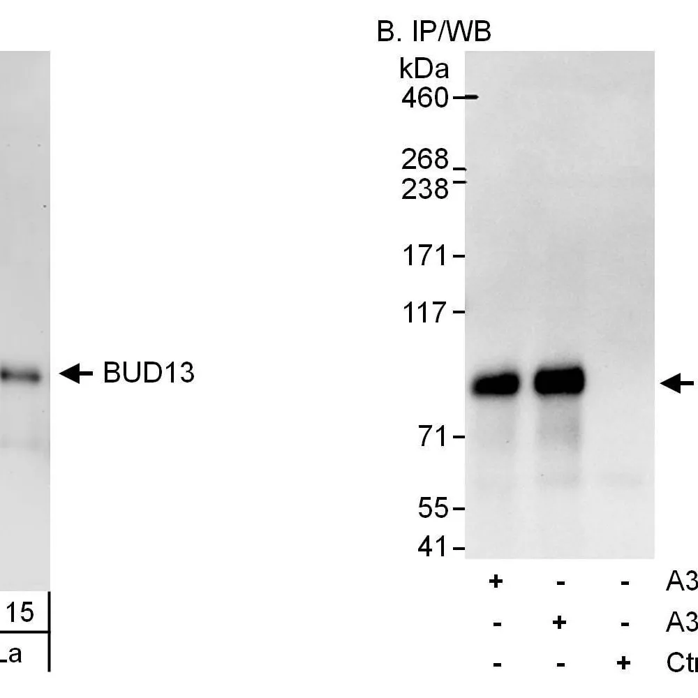 Rabbit anti-BUD13 Antibody, Affinity Purified