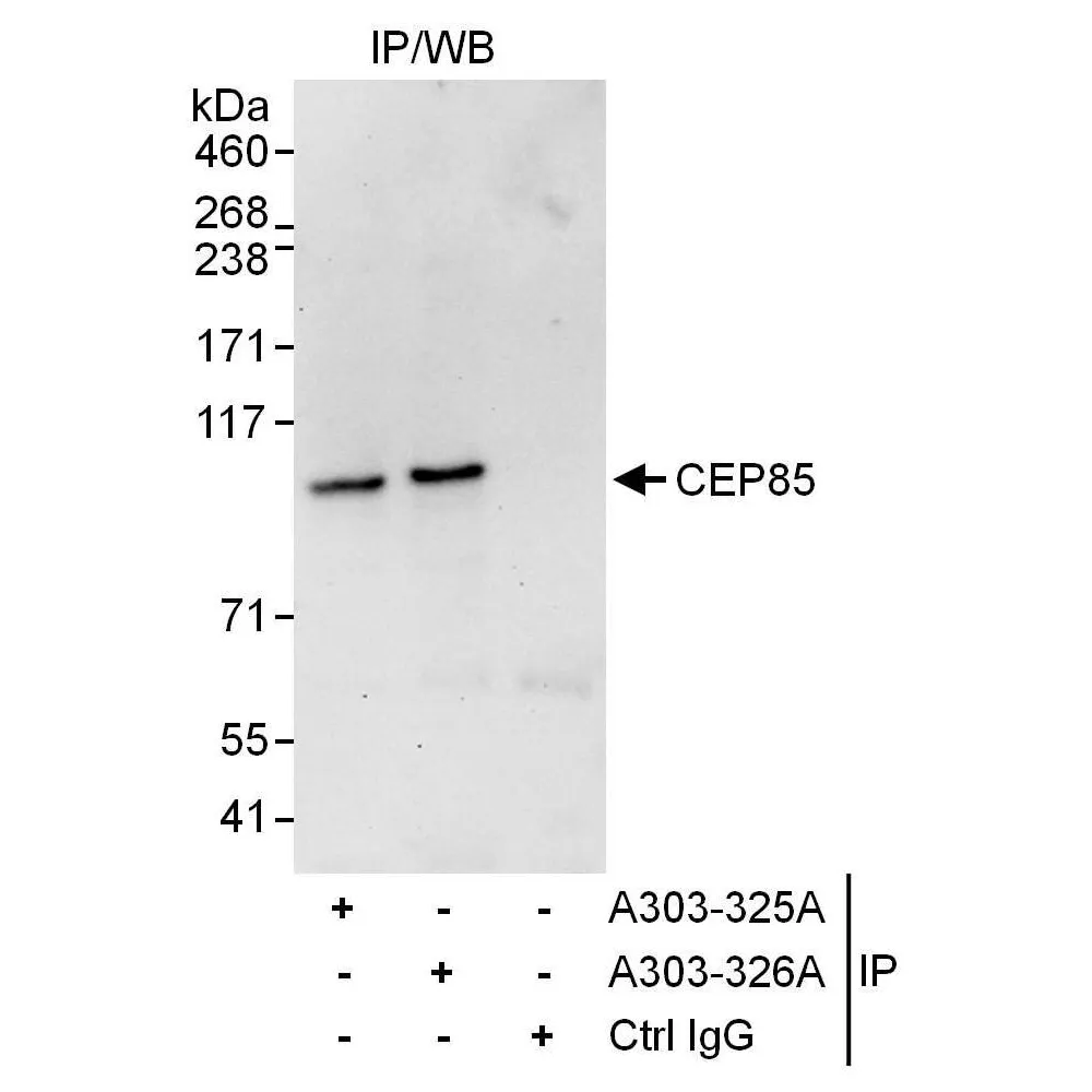 Rabbit anti-CEP85 Antibody, Affinity Purified