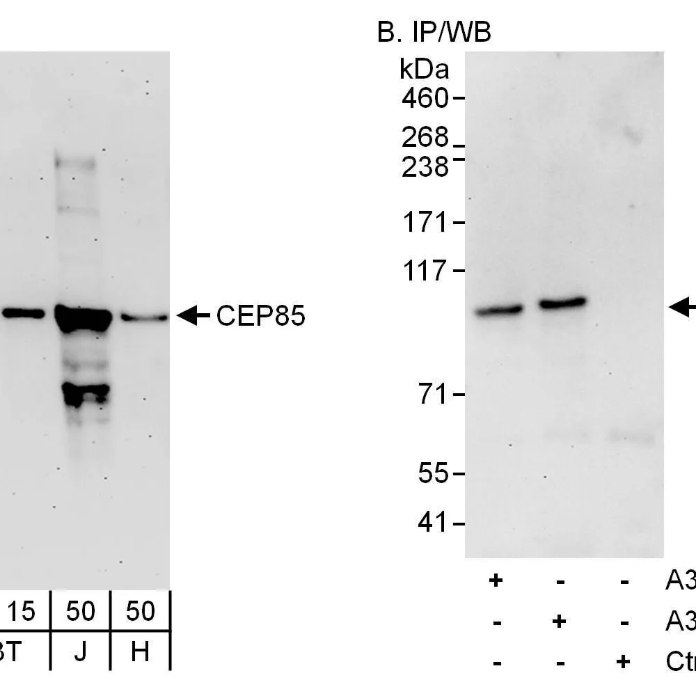 Rabbit anti-CEP85 Antibody, Affinity Purified