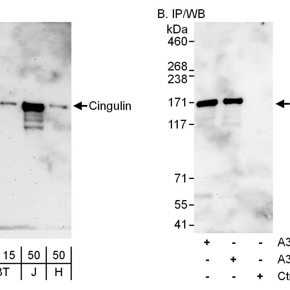 Rabbit anti-Cingulin Antibody, Affinity Purified