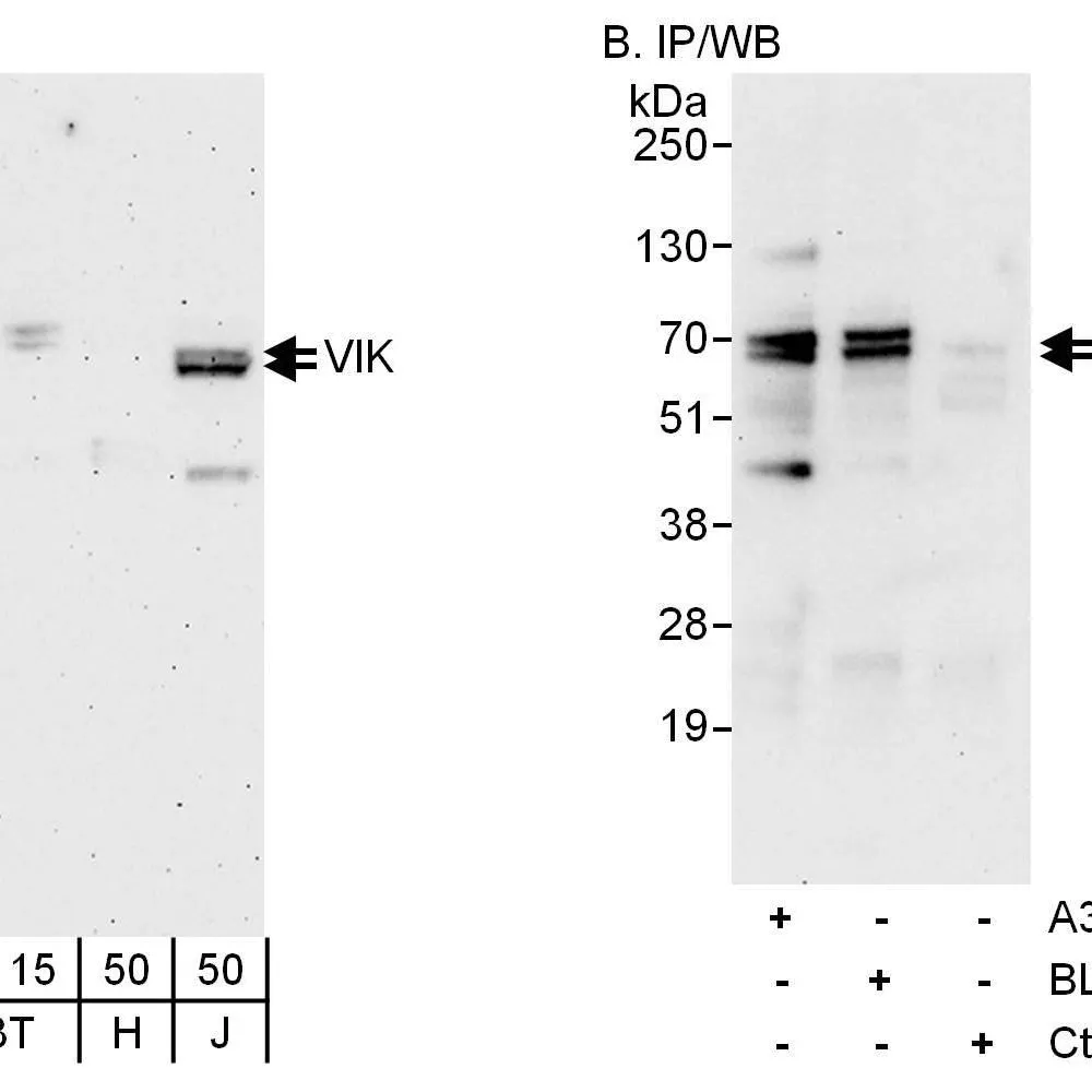 Rabbit anti-VIK Antibody, Affinity Purified