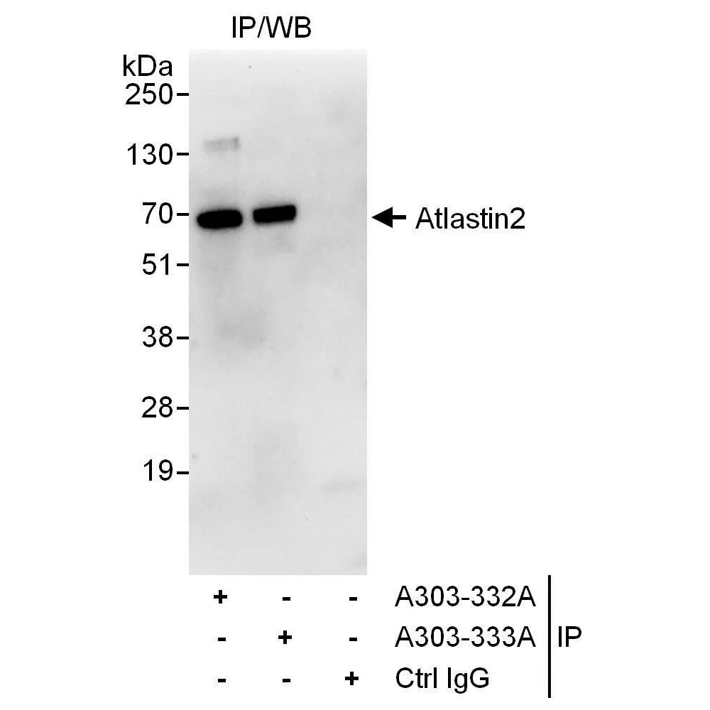 Rabbit anti-Atlastin2 Antibody, Affinity Purified