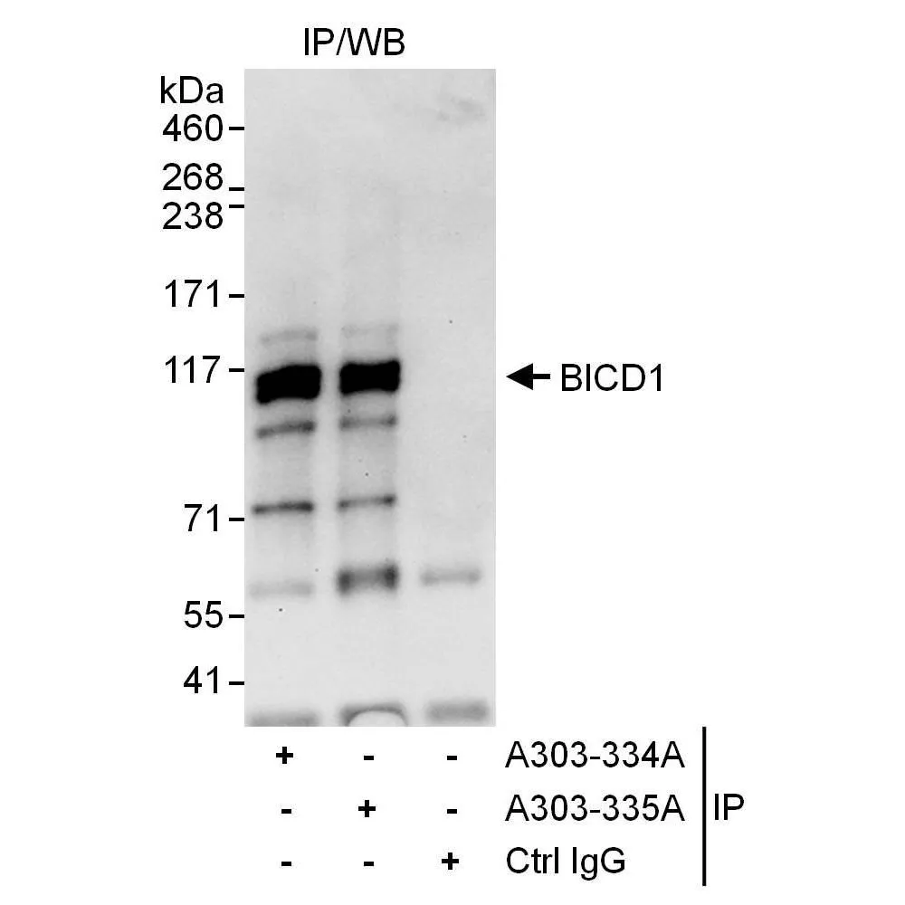 Rabbit anti-BICD1 Antibody, Affinity Purified