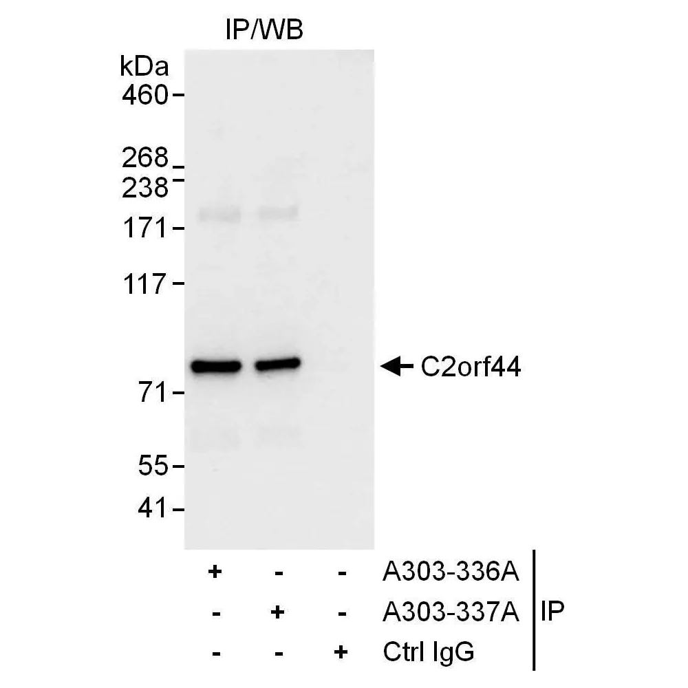 Rabbit anti-C2orf44 Antibody, Affinity Purified