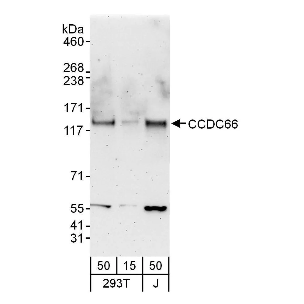 Rabbit anti-CCDC66 Antibody, Affinity Purified