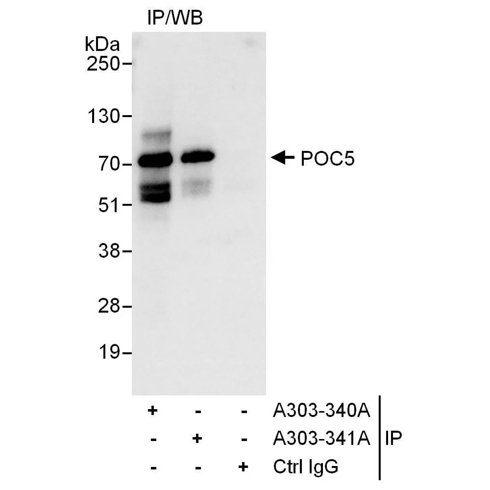 Rabbit anti-POC5 Antibody, Affinity Purified