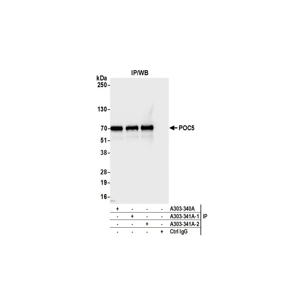 Rabbit anti-POC5 Antibody, Affinity Purified