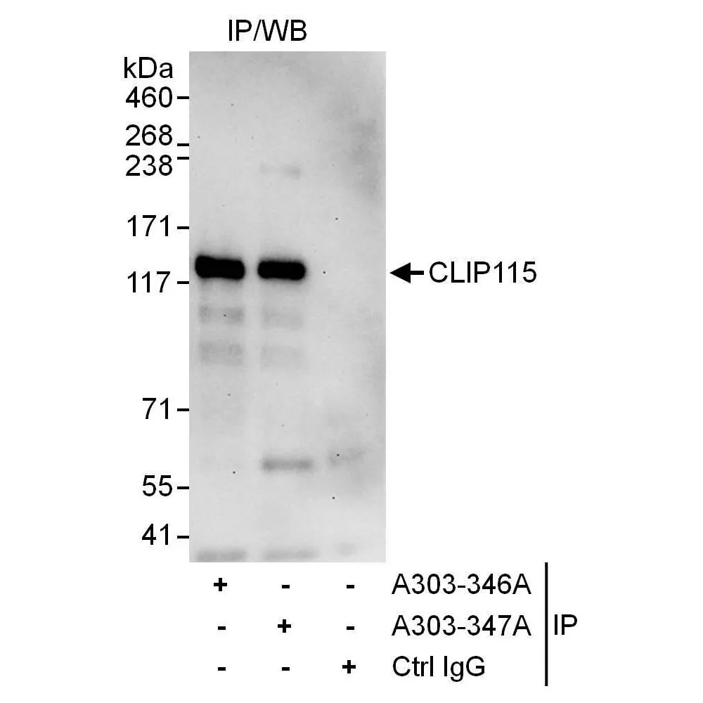 Rabbit anti-CLIP115 Antibody, Affinity Purified