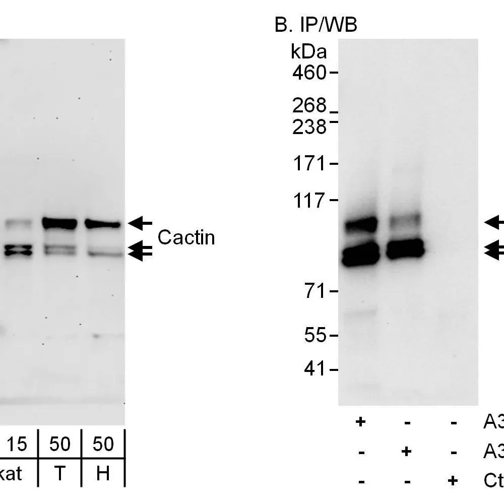 Rabbit anti-Cactin Antibody, Affinity Purified