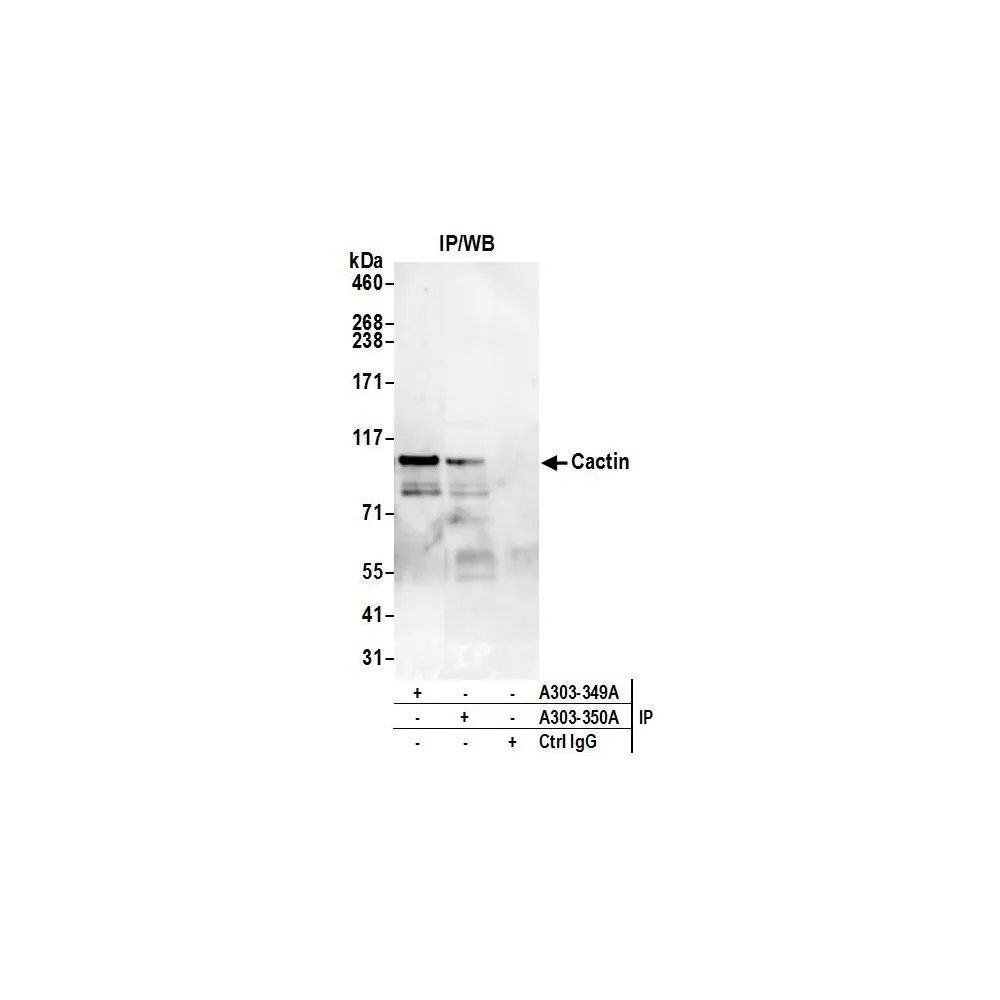 Rabbit anti-Cactin Antibody, Affinity Purified