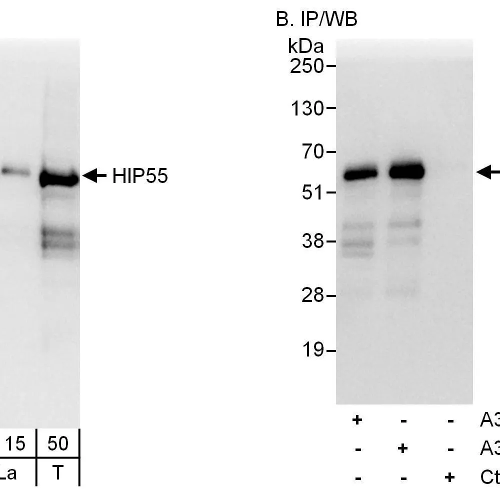Rabbit anti-HIP55 Antibody, Affinity Purified