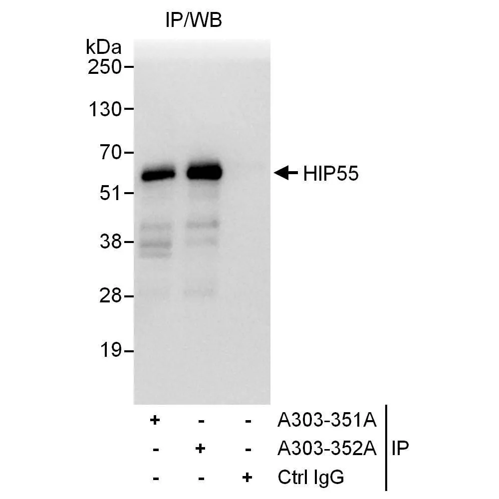 Rabbit anti-HIP55 Antibody, Affinity Purified