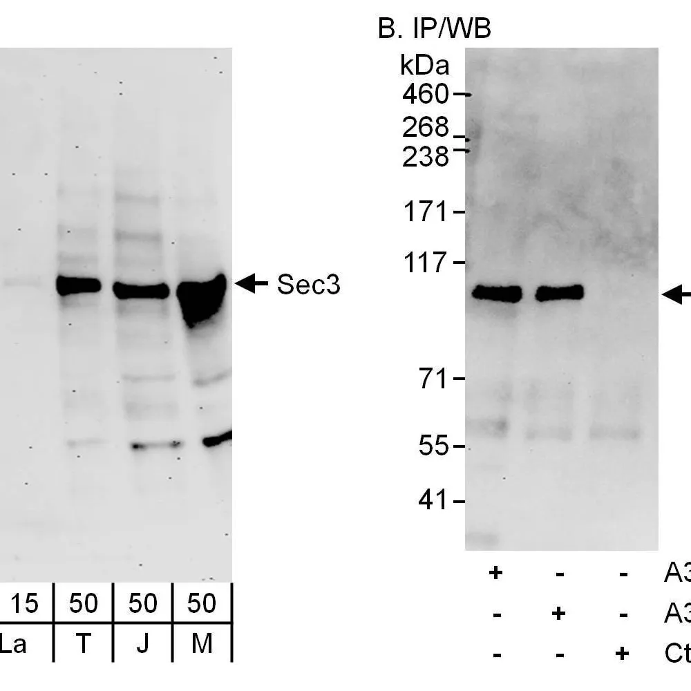 Rabbit anti-Sec3 Antibody, Affinity Purified