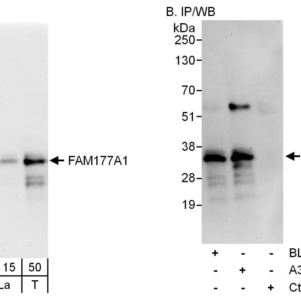 Rabbit anti-FAM177A1 Antibody, Affinity Purified