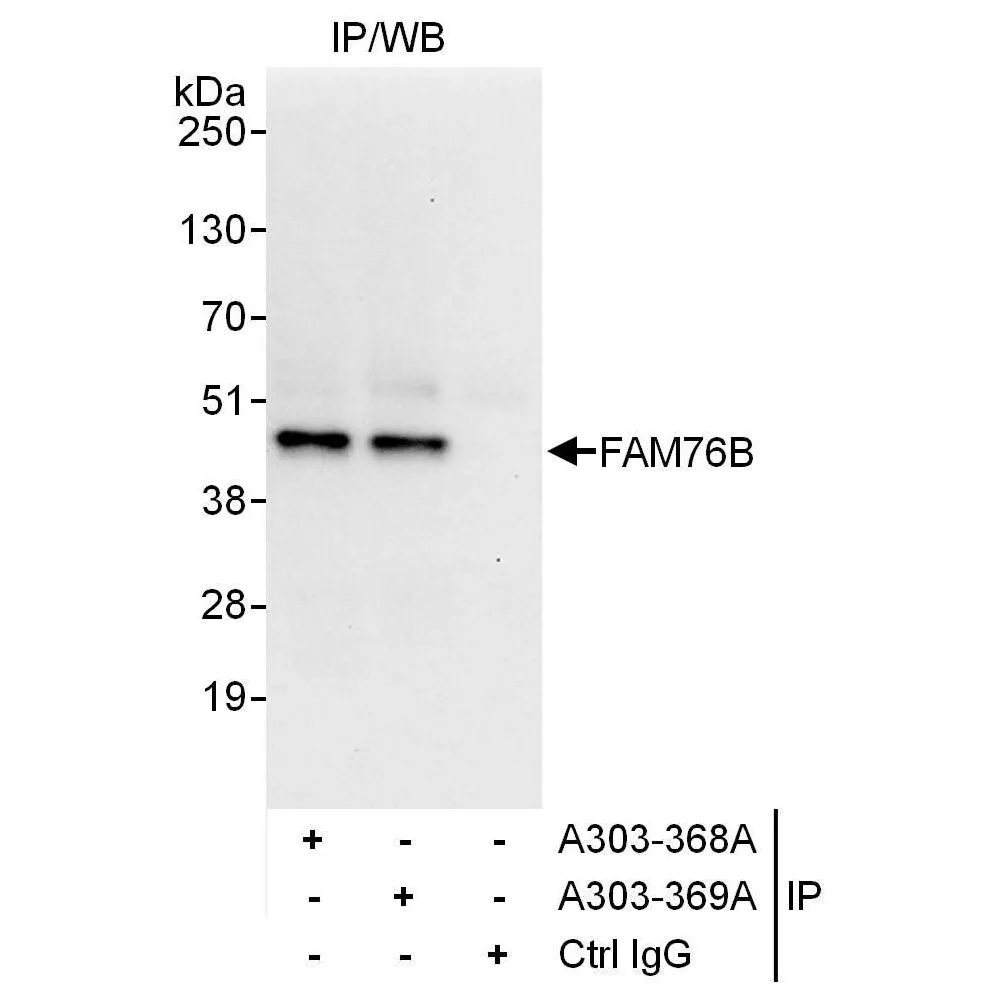 Rabbit anti-FAM76B Antibody, Affinity Purified