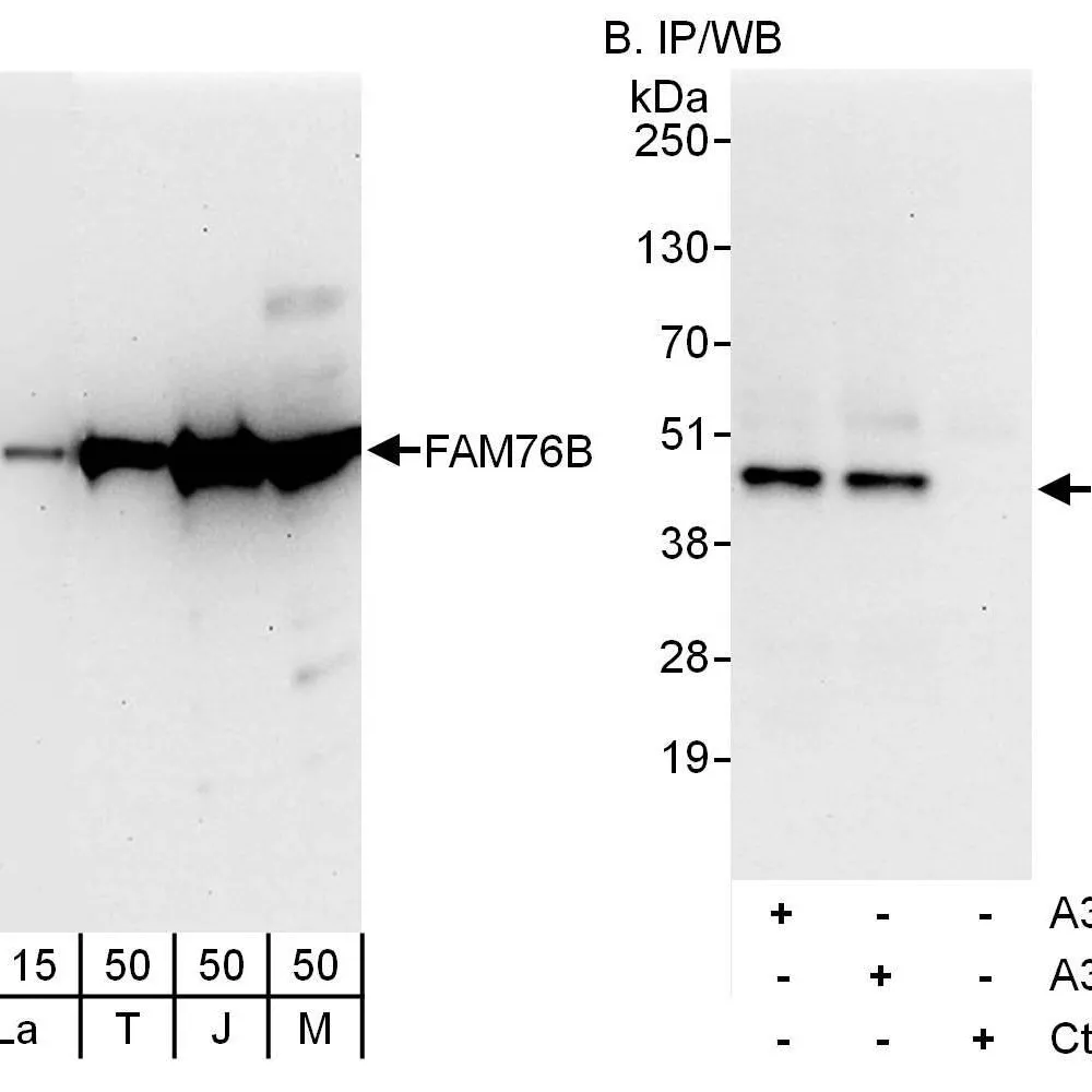 Rabbit anti-FAM76B Antibody, Affinity Purified