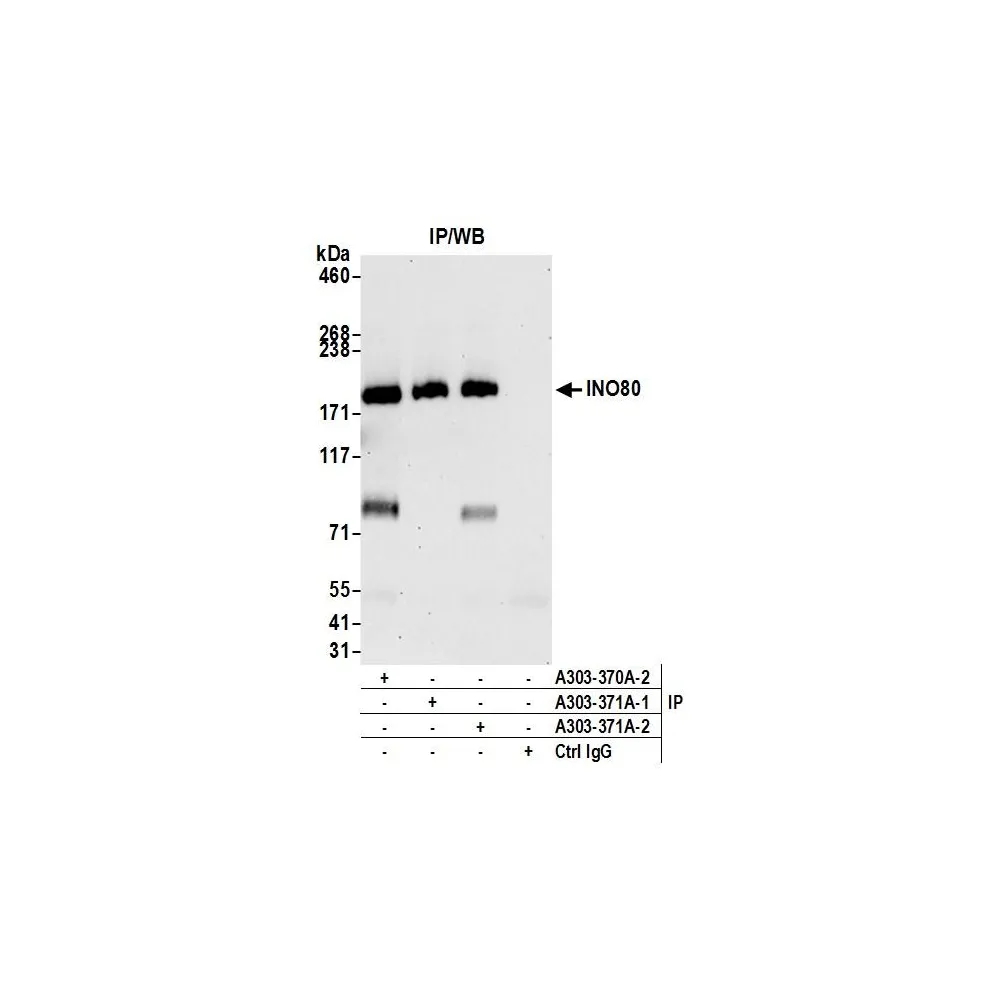 Rabbit anti-INO80 Antibody, Affinity Purified