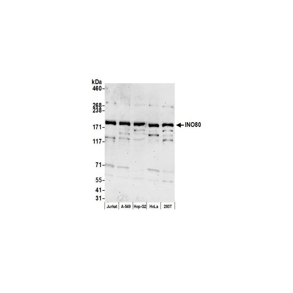 Rabbit anti-INO80 Antibody, Affinity Purified