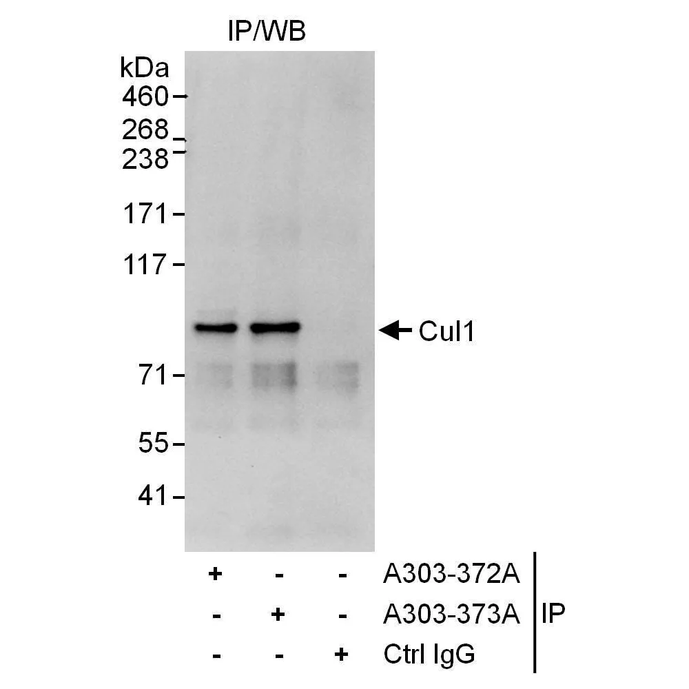 Rabbit anti-Cul1 Antibody, Affinity Purified