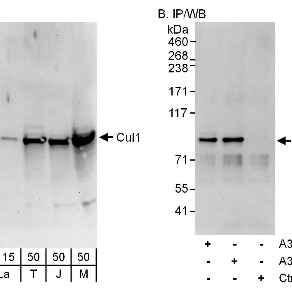Rabbit anti-Cul1 Antibody, Affinity Purified