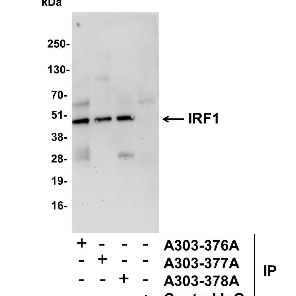 Rabbit anti-IRF1 Antibody, Affinity Purified