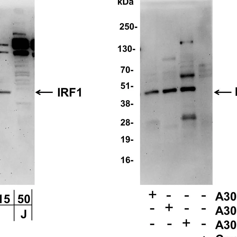 Rabbit anti-IRF1 Antibody, Affinity Purified