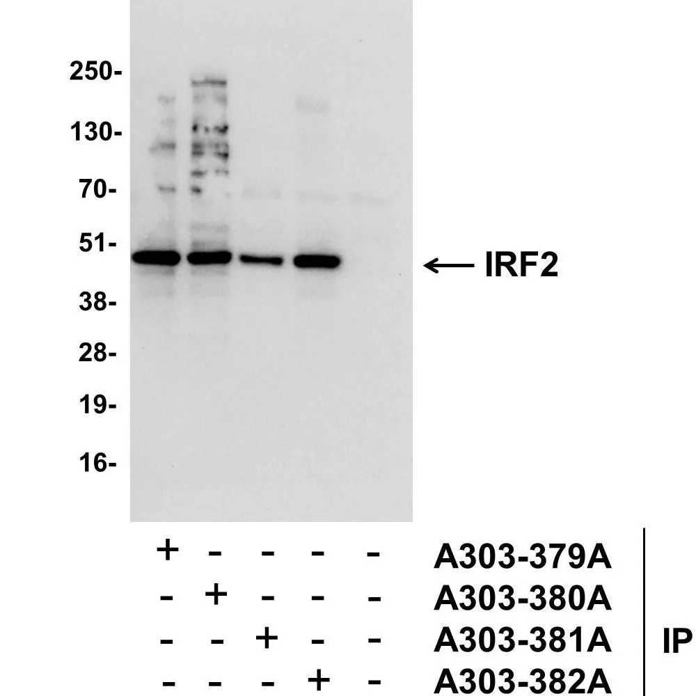 Rabbit anti-IRF2 Antibody, Affinity Purified