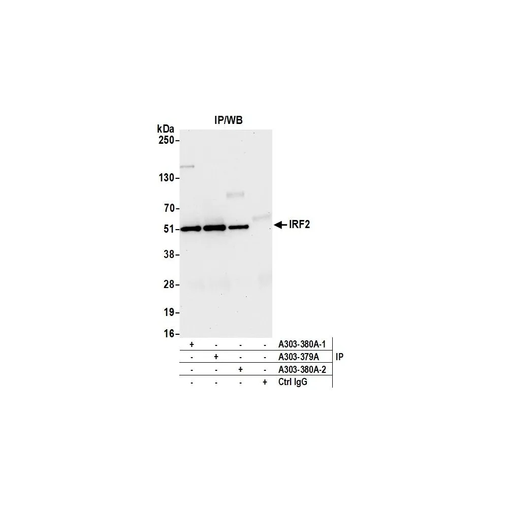Rabbit anti-IRF2 Antibody, Affinity Purified