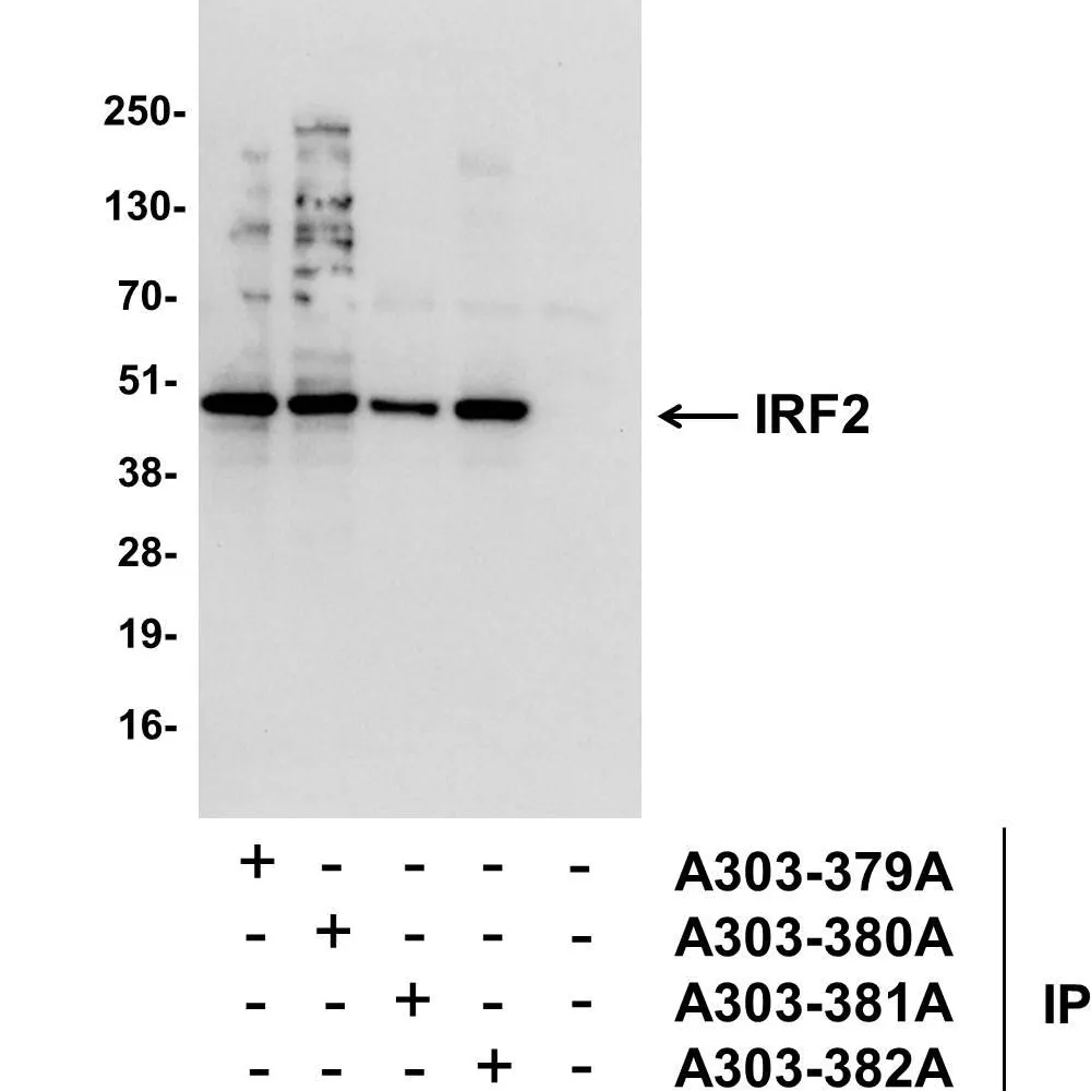 Rabbit anti-IRF2 Antibody, Affinity Purified