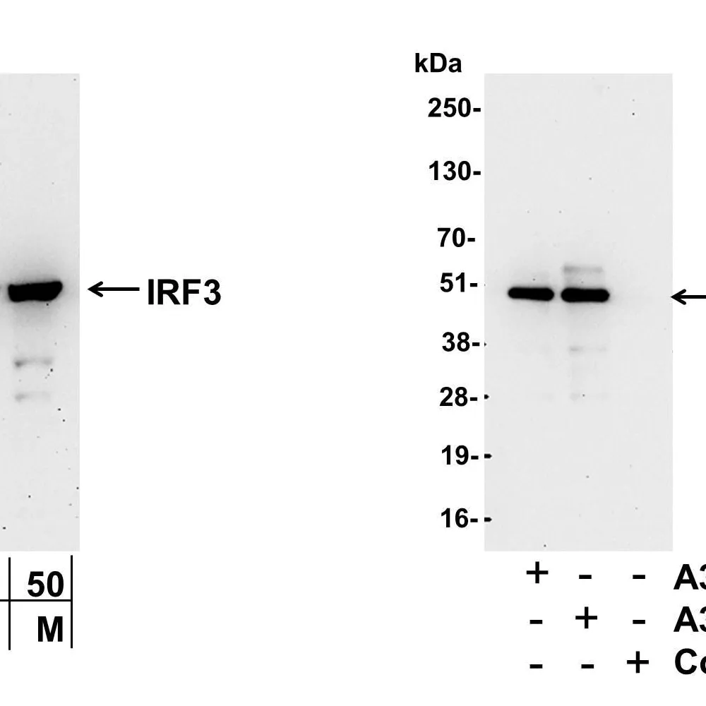 Rabbit anti-IRF3 Antibody, Affinity Purified