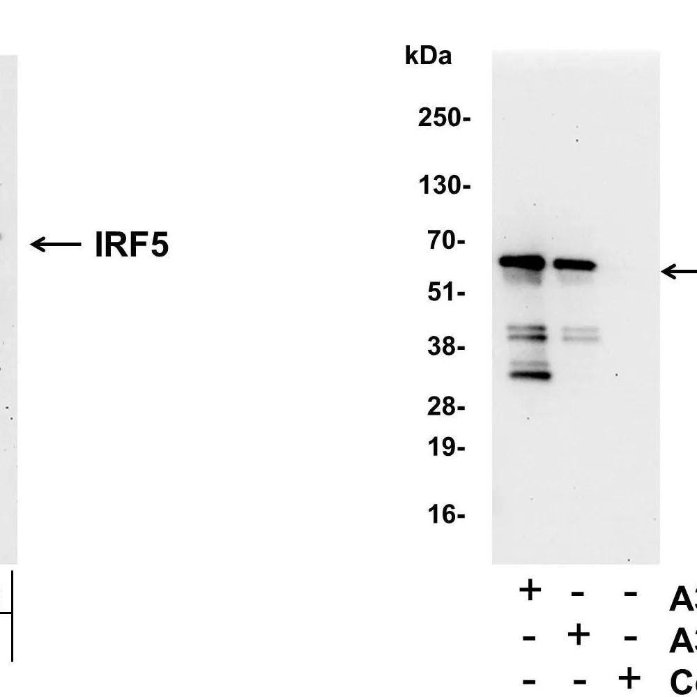 Rabbit anti-IRF5 Antibody, Affinity Purified