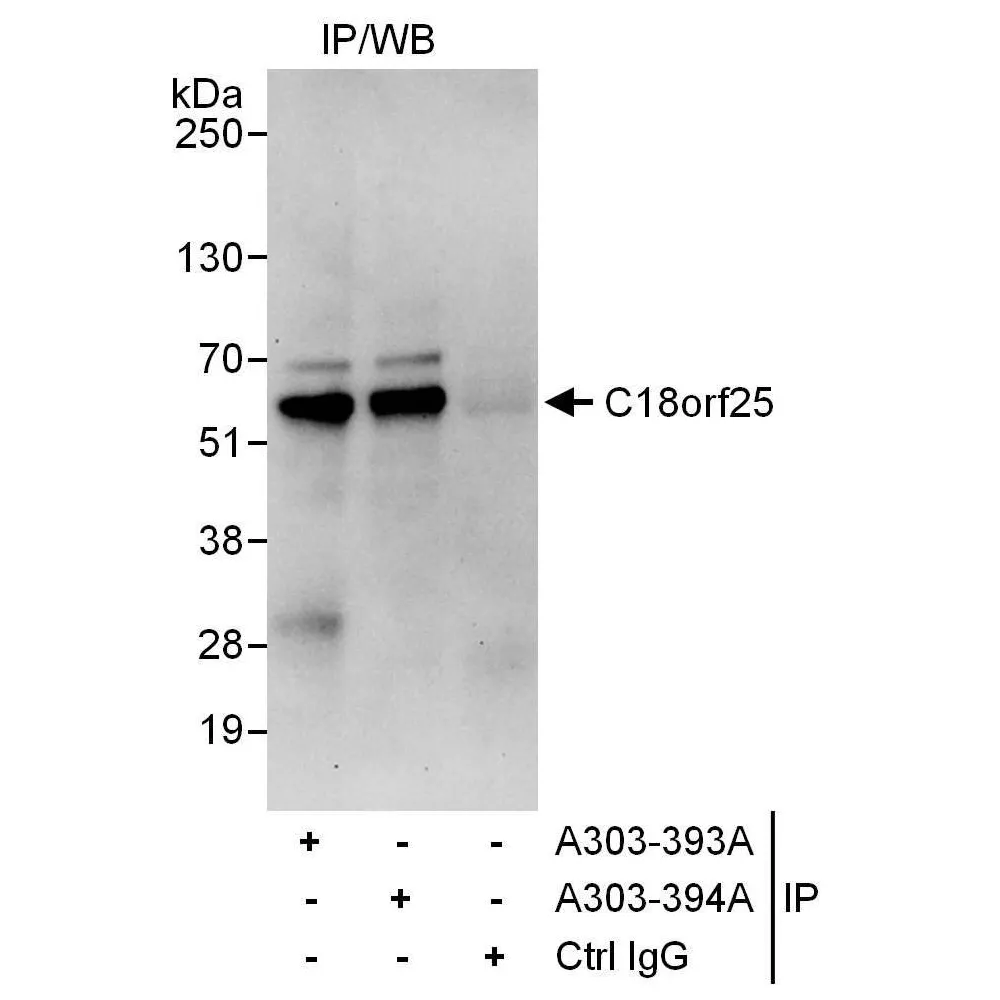 Rabbit anti-C18orf25 Antibody, Affinity Purified
