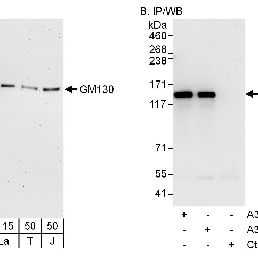 Rabbit anti-GM130 Antibody, Affinity Purified
