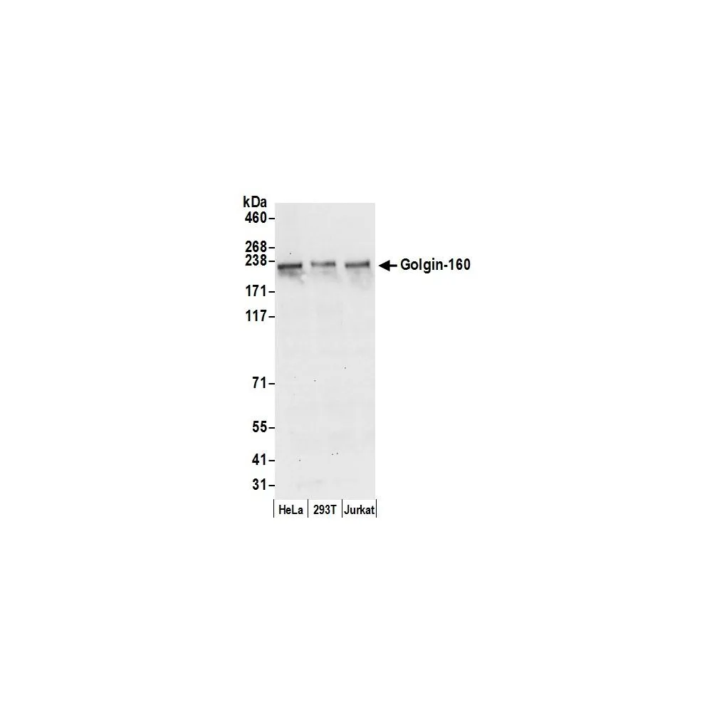Rabbit anti-Golgin-160 Antibody, Affinity Purified