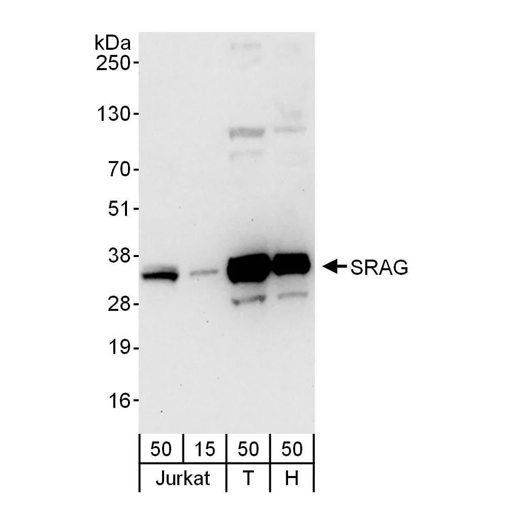 Rabbit anti-SRAG Antibody, Affinity Purified