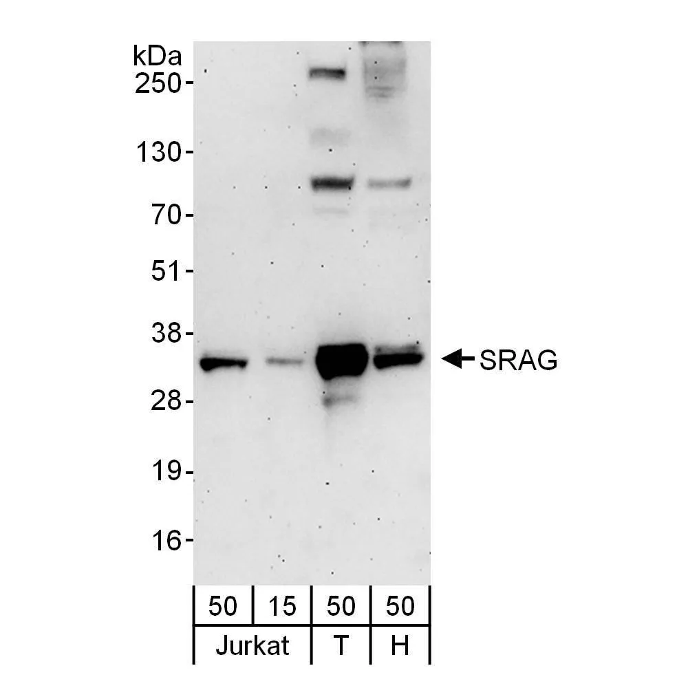 Rabbit anti-SRAG Antibody, Affinity Purified